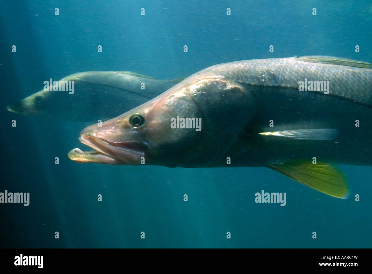 Gemeinsamen Snook Centropomus Undecimalis Homosassa Springs Wildlife State Park Florida USA Stockfoto
