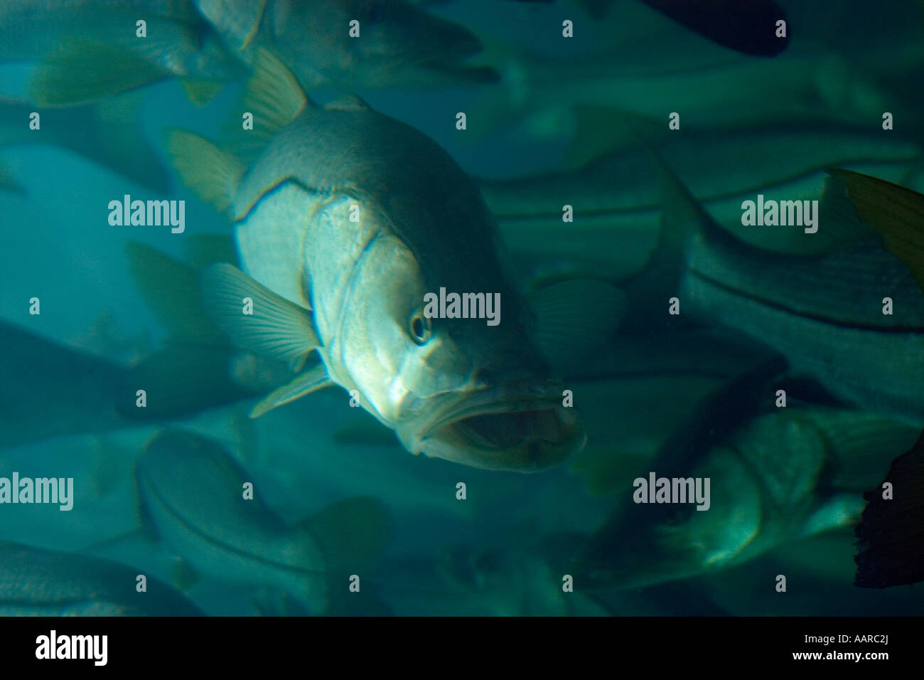 Gemeinsamen Snook Centropomus Undecimalis Homosassa Springs Wildlife State Park Florida USA Stockfoto