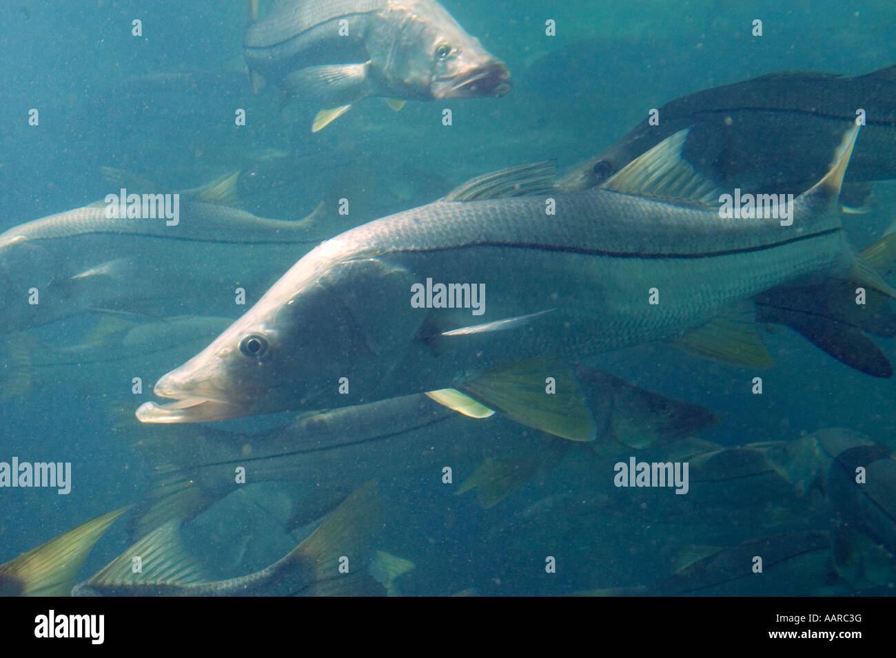 Gemeinsamen Snook Centropomus Undecimalis Homosassa Springs Wildlife State Park Florida USA Stockfoto