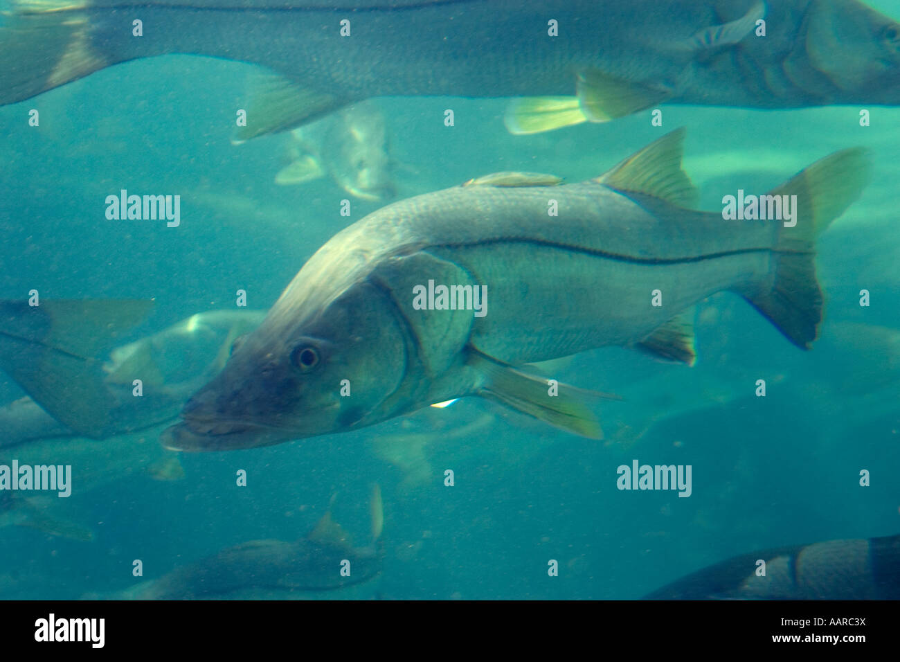 Gemeinsamen Snook Centropomus Undecimalis Homosassa Springs Wildlife State Park Florida USA Stockfoto