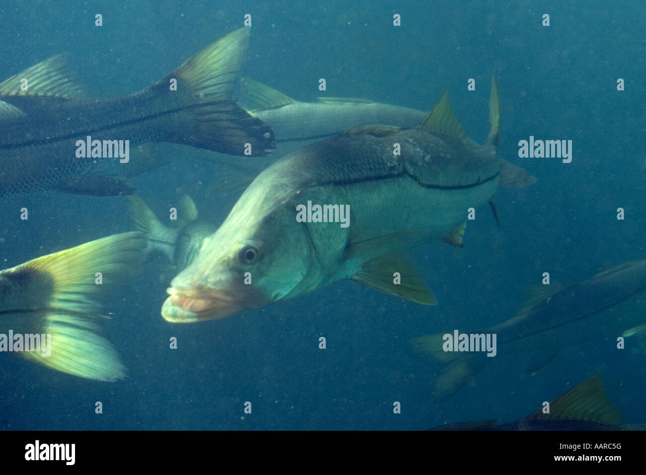 Gemeinsamen Snook Centropomus Undecimalis Homosassa Springs Wildlife State Park Florida USA Stockfoto