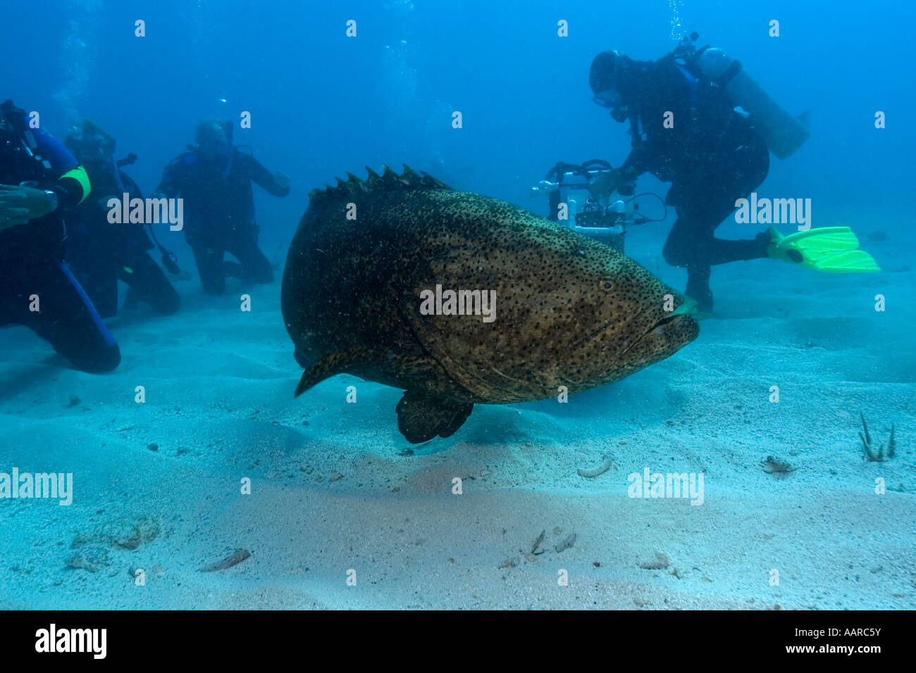 Goliath Zackenbarsch Epinephelus Itajara und Taucher Melasse Reef Key Largo Florida USA Atlantik Stockfoto