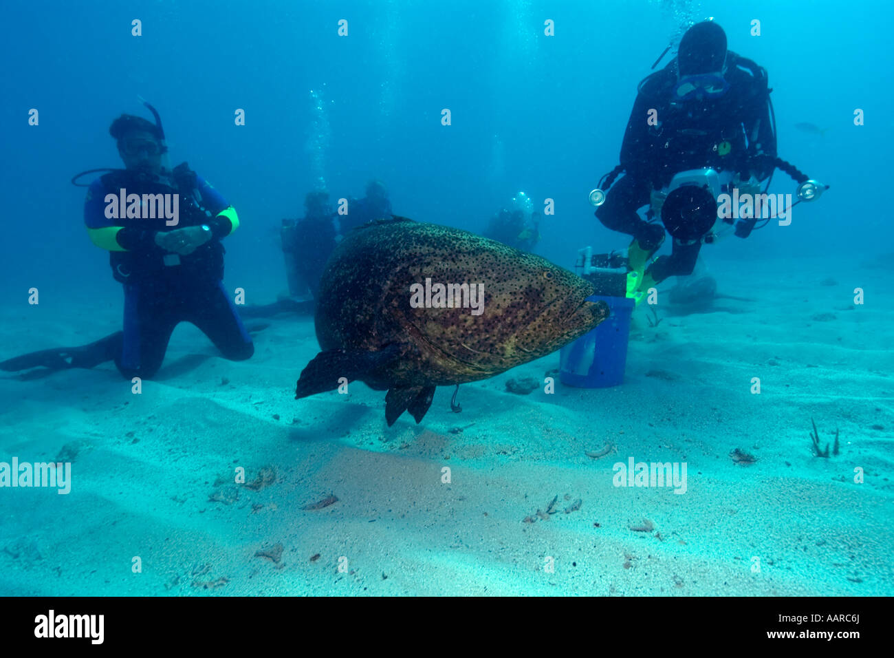 Unterwasser-Kameramann nähert sich Goliath Grouper Epinephelus Itajara Melasse Reef Key Largo Florida USA Atlantik Stockfoto