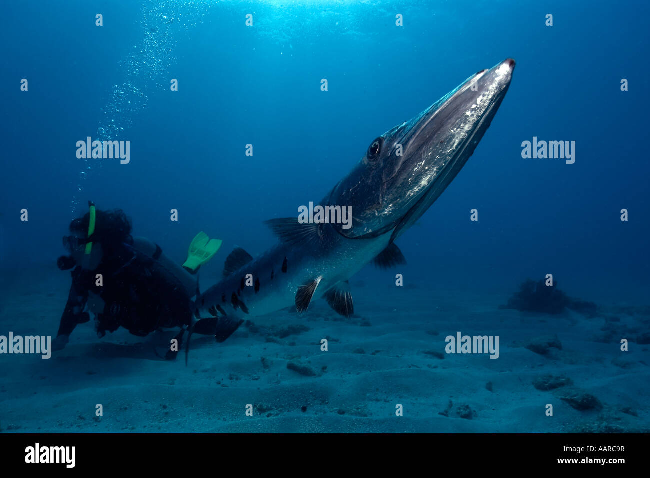 Großer Barracuda größten Barracuda und Taucher Melasse Reef Key Largo Florida USA Atlantik Stockfoto