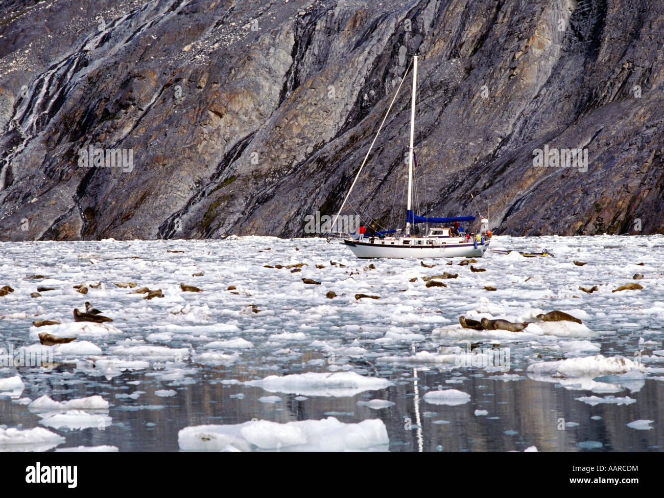 Ein eigenes Segelboot und SEEHUNDE Phoca Vitulina bei JOHN HOPKINS INLET GLACIER BAY Nationalpark ALASKA Stockfoto