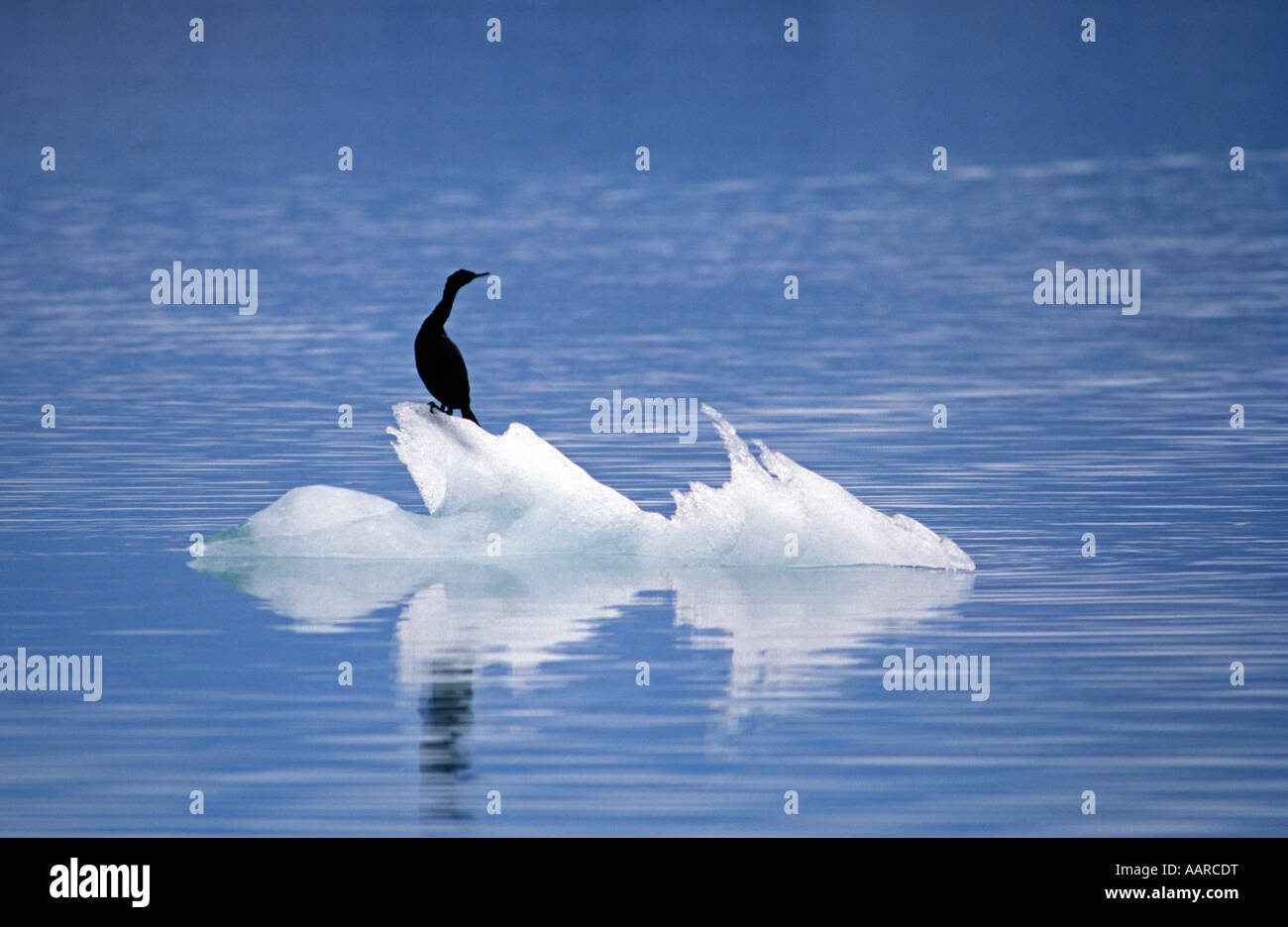 KORMORANE Phalacrocoracidae auf Eis FLOE GLACIER BAY Nationalpark ALASKA Stockfoto