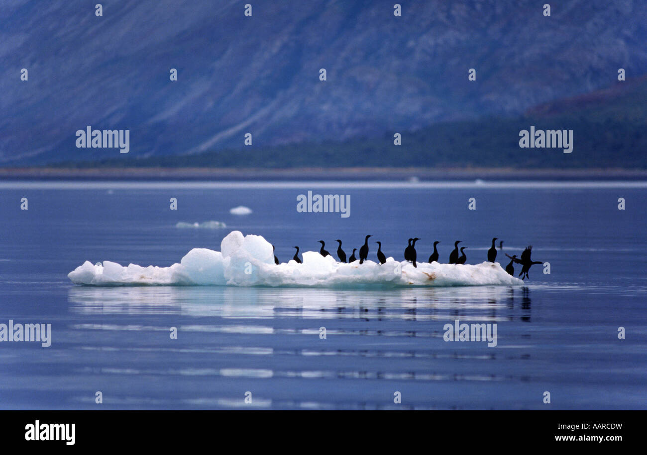 KORMORANE Phalacrocoracidae verwenden eine EISSCHOLLE als eine schwimmende Insel GLACIER BAY Nationalpark ALASKA Stockfoto