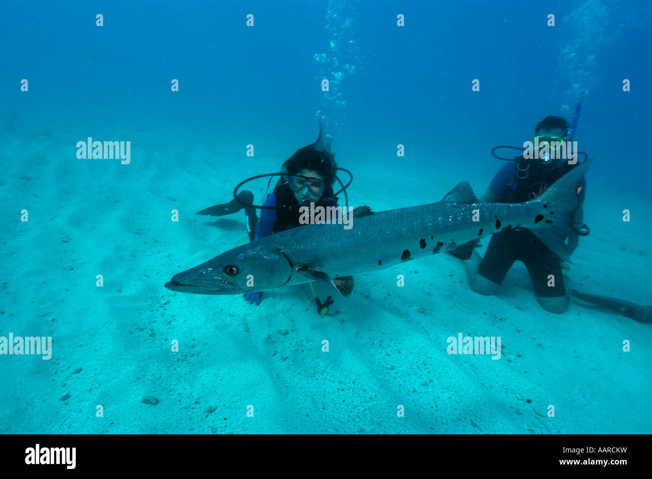 Taucher beobachten große Barrakudas größten Barracuda Melasse Reef Key Largo Florida USA Stockfoto