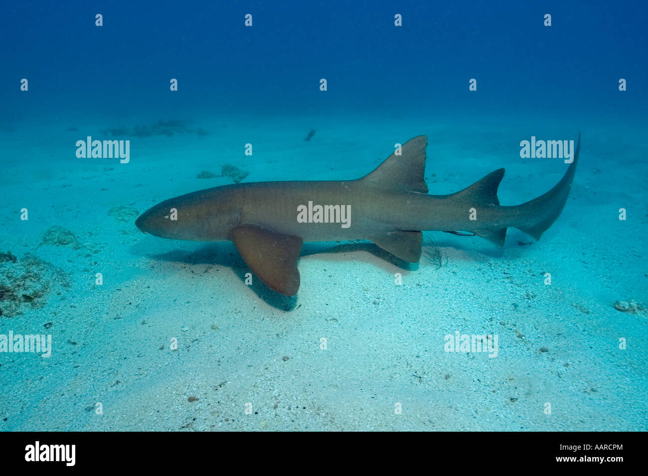 Nurse Shark Ginglymostoma Cirratum Melasse Reef Key Largo Florida USA Atlantik Stockfoto