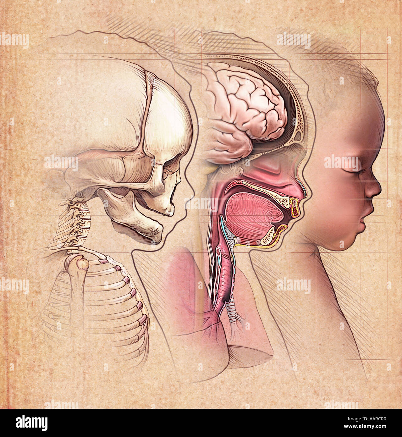 Neugeborenen Anatomie - Kopf und Hals Stockfoto