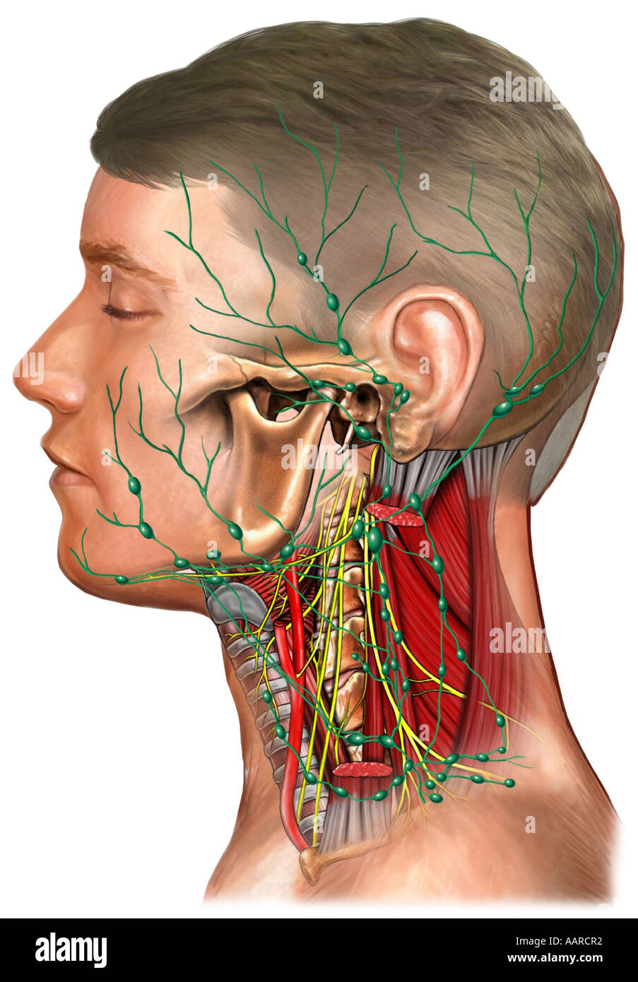 Lymphsystem Kopf Und Hals Stockfotografie Alamy