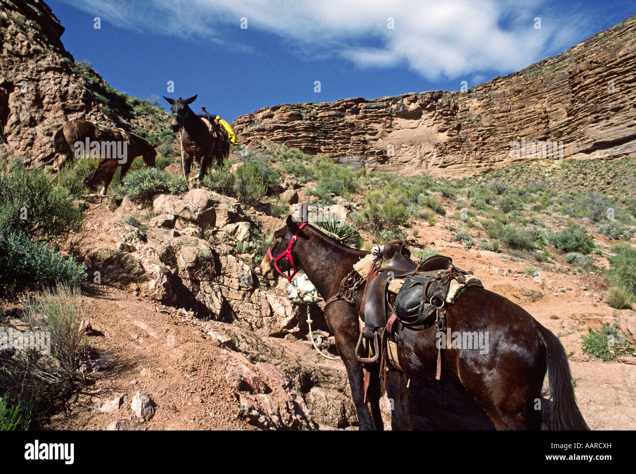 Maultiere Equus Caballus X Equus Assinus entlang der KAIBAB TRAIL-GRAND-CANYON-Nationalpark-ARIZONA Stockfoto