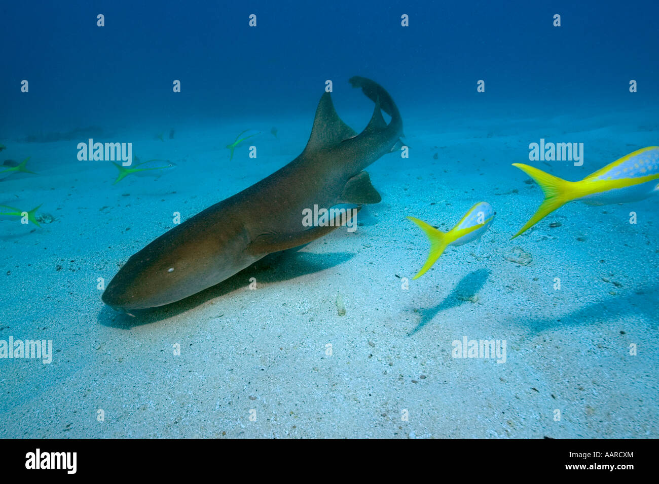 Nurse Shark Ginglymostoma Cirratum Melasse Reef Key Largo Florida USA Stockfoto