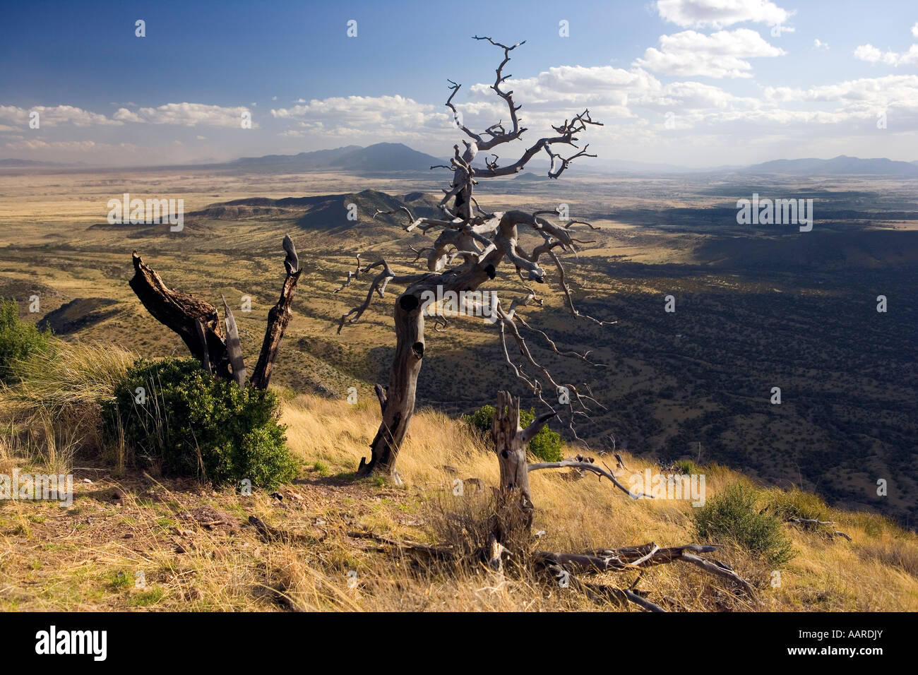 Ghost Tree High Chaparral Coronado National Memorial Arizona Stockfoto