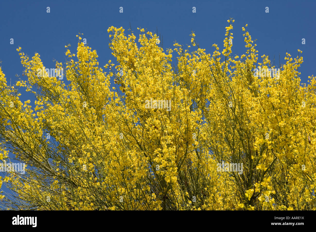 Palo Verde Baum in voller Blüte-Arizona Stockfoto