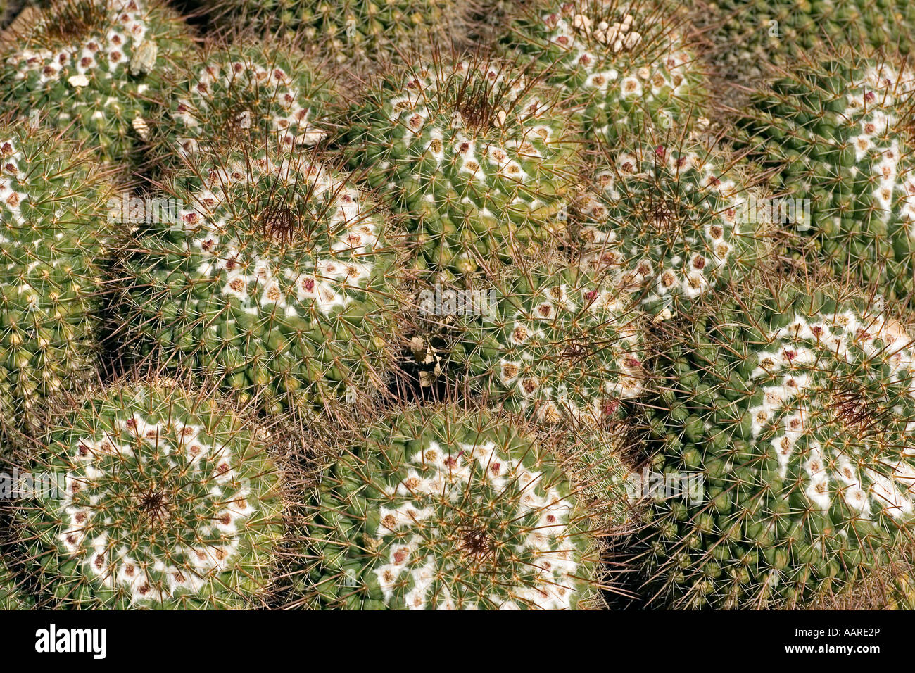 Nadelkissen Kaktus Mammillaria standleyi Stockfoto