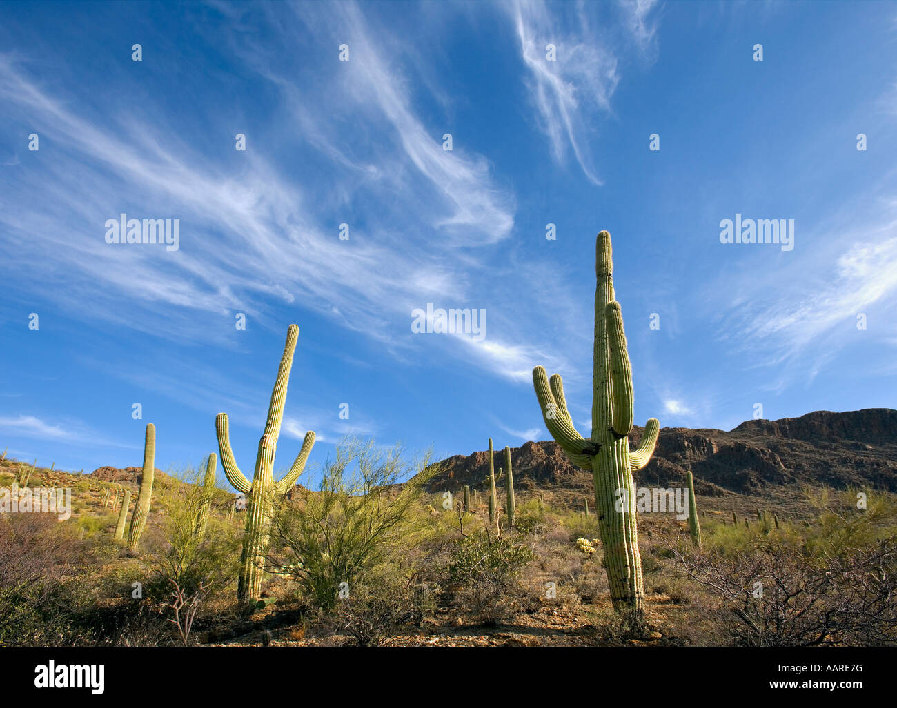 Arizona Saguaro Kaktus Saguaro-Nationalpark Stockfoto