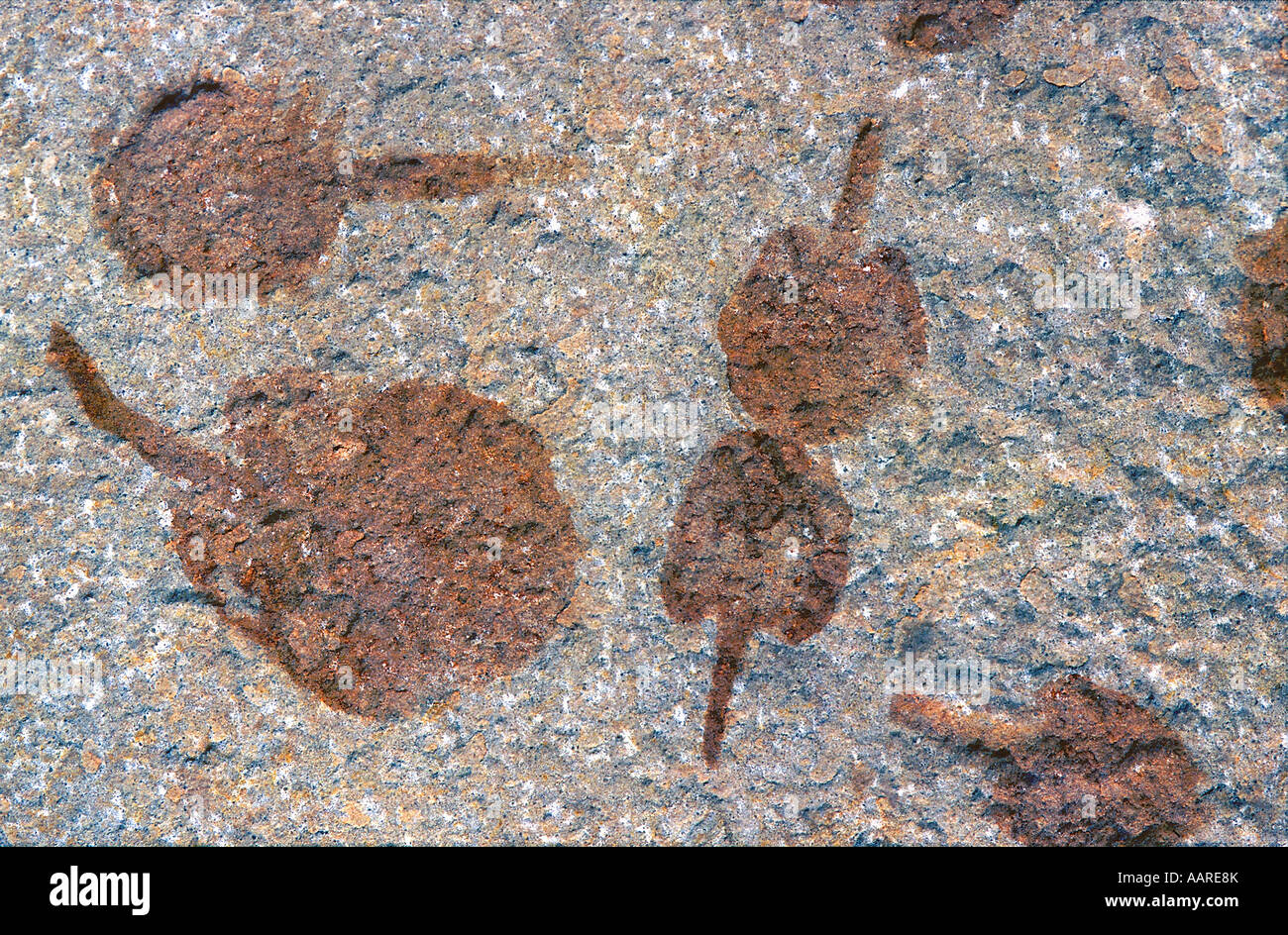 Primitiven Pflanze fossilen gestielt Vendobionts Pre kambrischen Wisconsin Stockfoto