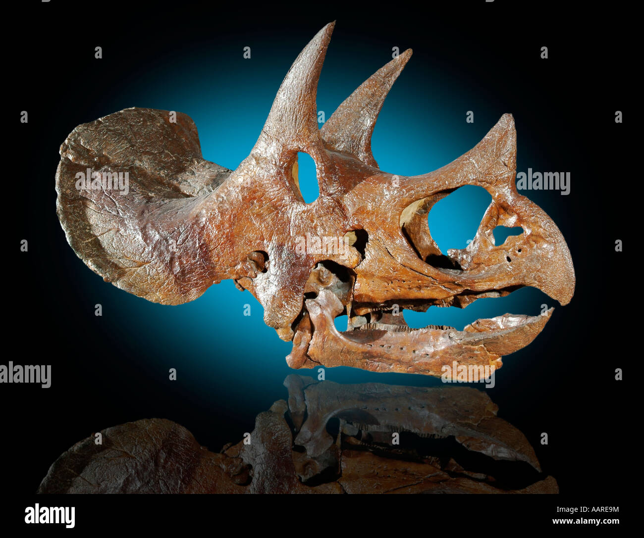 Triceratops Horridus Schädel Stockfoto