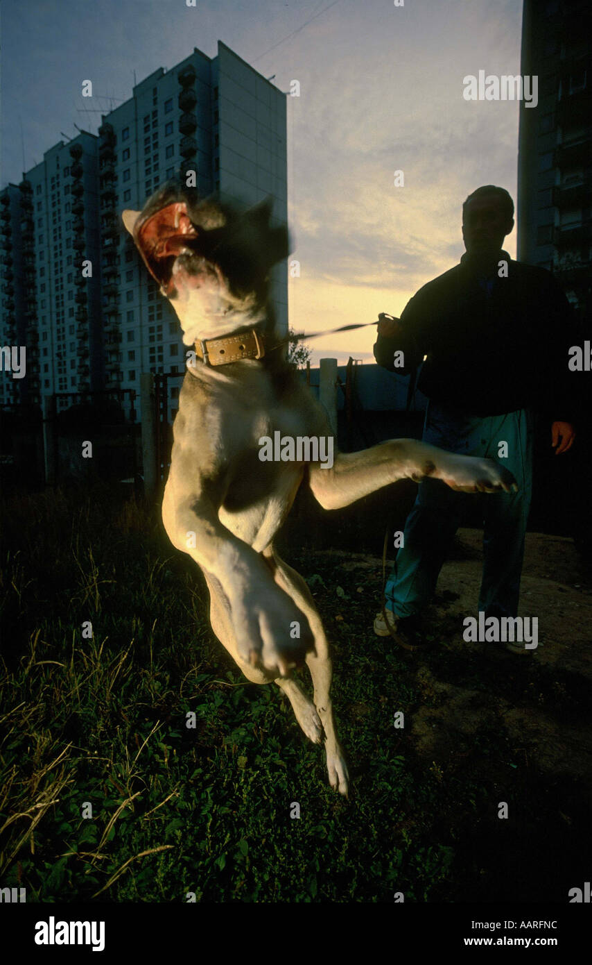 Ein Moskauer mit einem Pit Bull Terrier, die er trainiert für Hund in Hund Ringe kämpft für Glücksspiele unter ihm aus für einen Spaziergang. Stockfoto