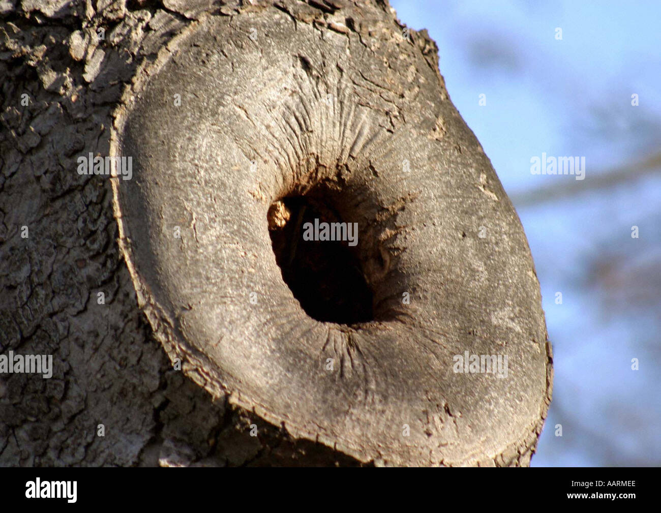 Ein baum mit einem loch im stamm Fotos und Bildmaterial in hoher Auflösung Alamy