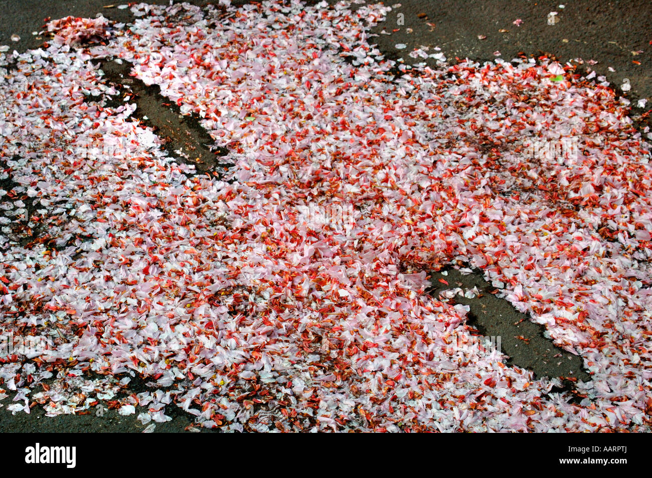 Rosa Kirschblüten Blumen, liegen auf einem Bürgersteig gefallen. Stockfoto