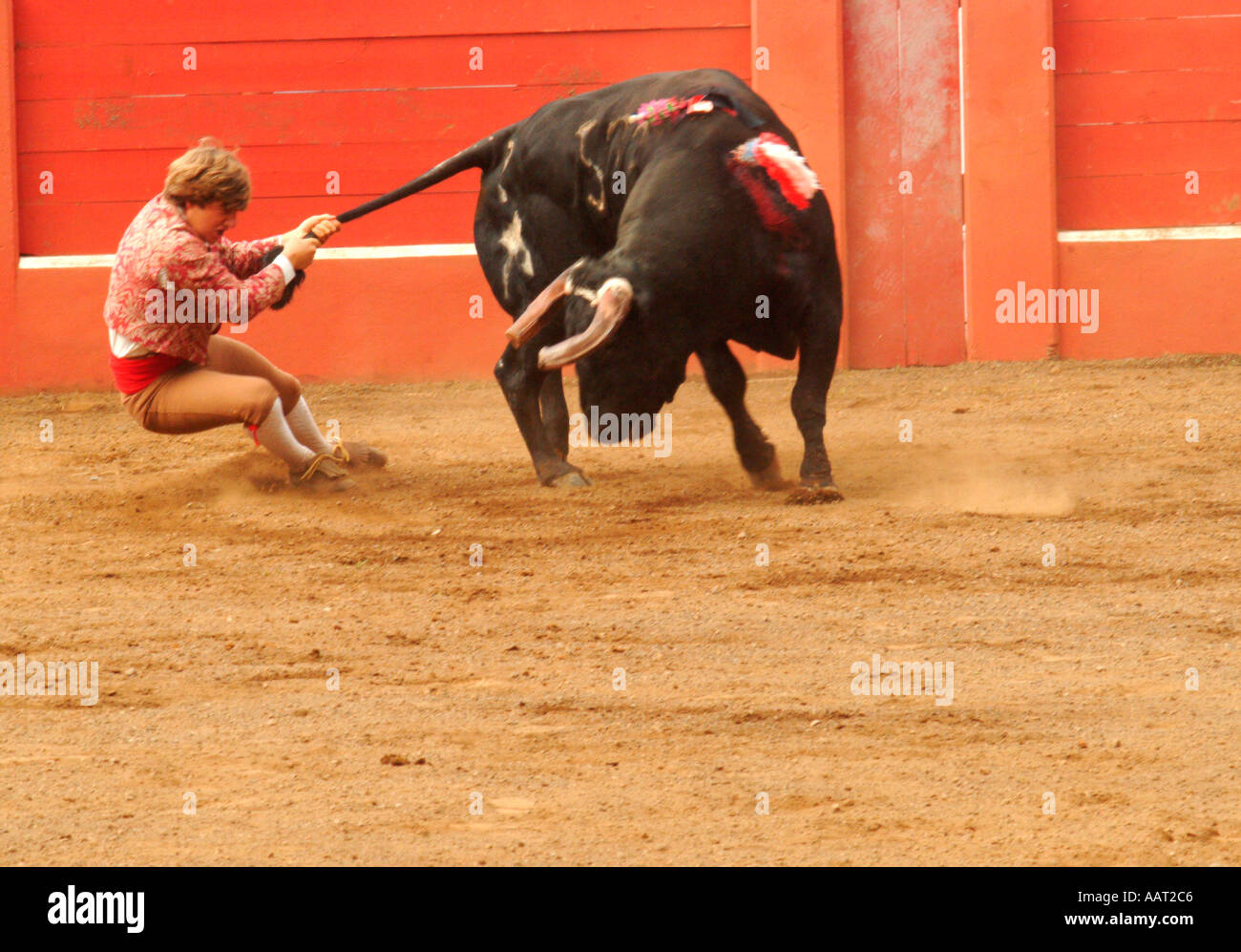 Die letzte der Forcados loslassen des Stieres festhalten der Schweif während der Pega in einen Stierkampf in Graciosa, Azoren, Portugal Stockfoto