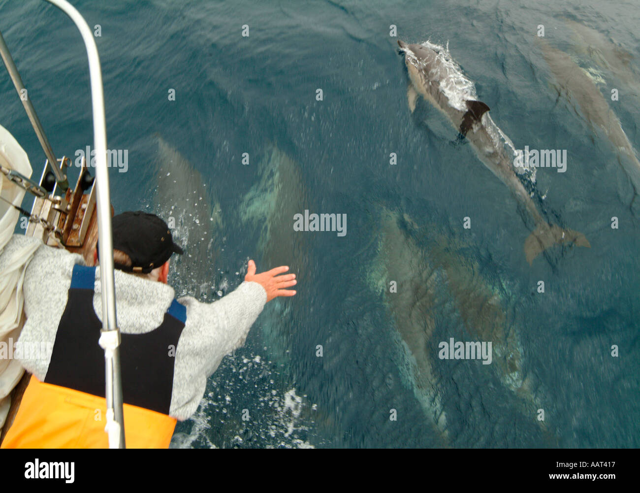 Ein Matrose auf einem Ozean überqueren Passage streckt um zu versuchen und Delfine schwimmen in der Nähe des Bogens von seinem Segelboot zu berühren. Stockfoto