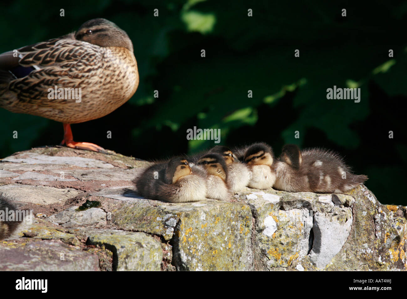 Ruhezeit für Baby Stockente Entenküken mit Mutter im Auge behalten Stockfoto