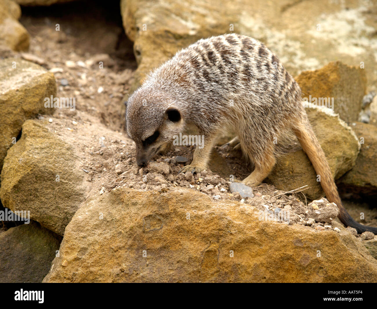 ERDMÄNNCHEN BEI NORFOLK WILDLIFE CENTRE NORFOLK EAST ANGLIA UK ENGLAND Stockfoto