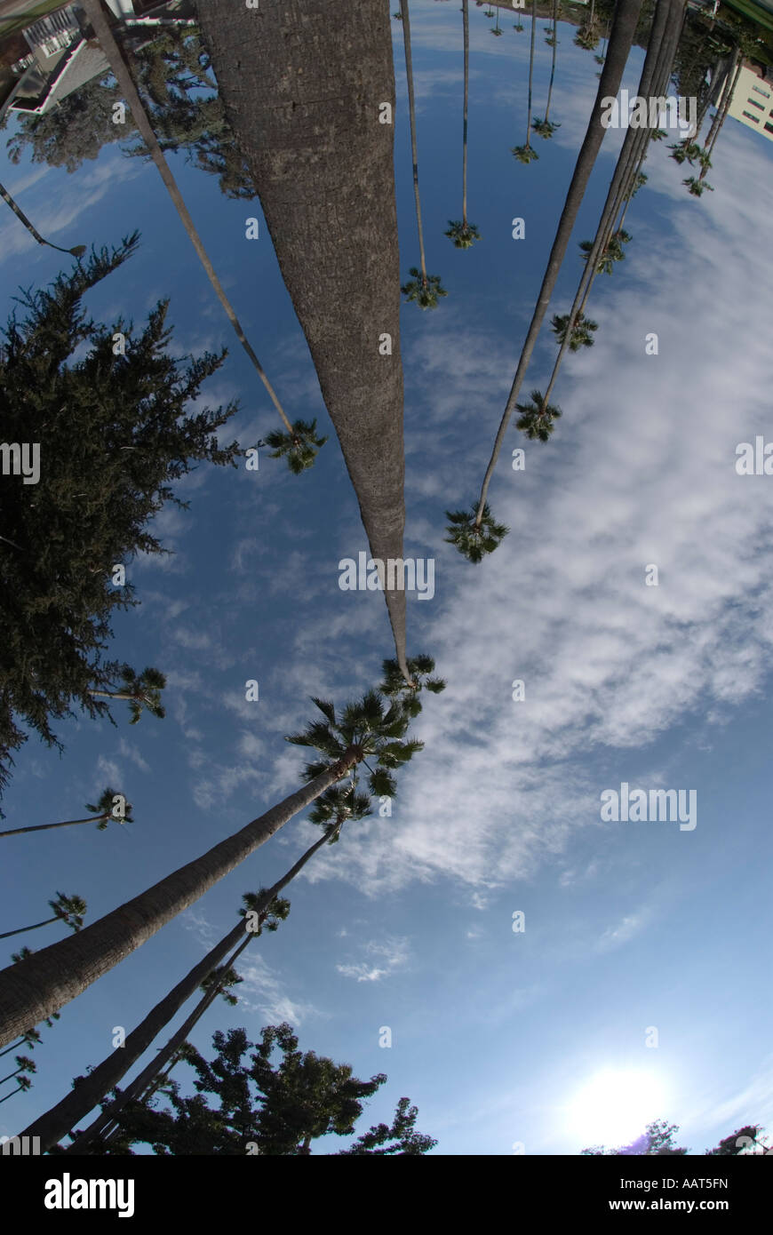 Palmen-Los Angeles-Kalifornien Stockfoto