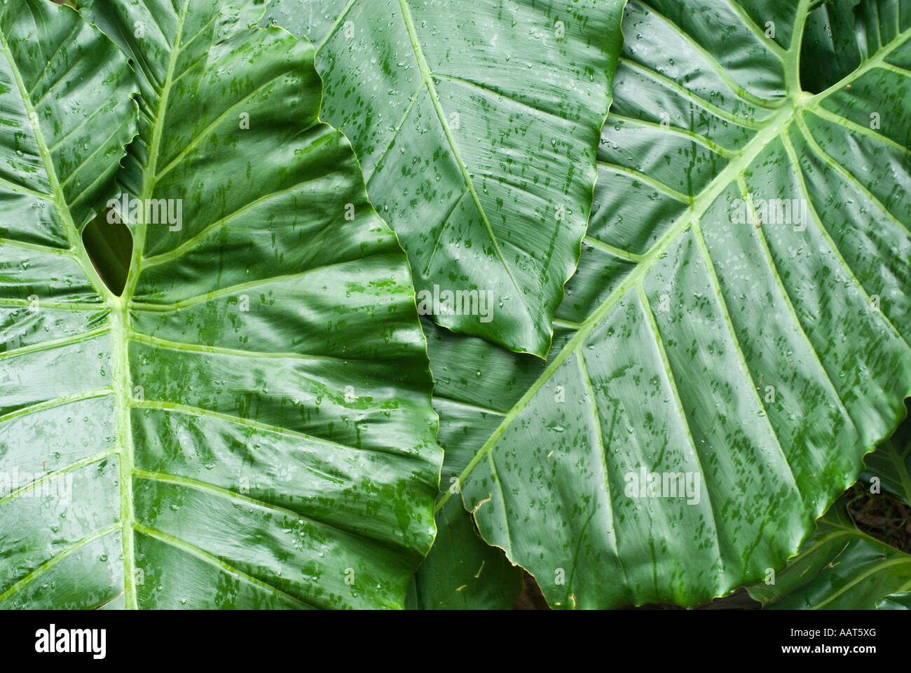 Hoomaluhia Botanischer Garten Honolulu Oahu Hawaii Stockfoto