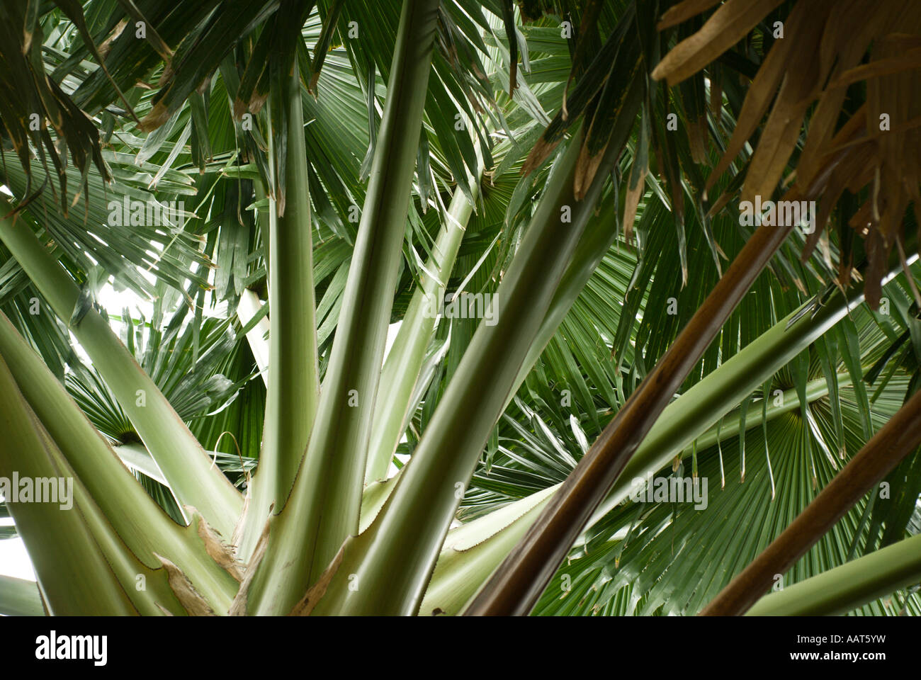 Double Coconut Palm oder Coco de Mer Lodoicea Maldivica Foster Botanical Garden Honolulu Oahu Hawaii Stockfoto
