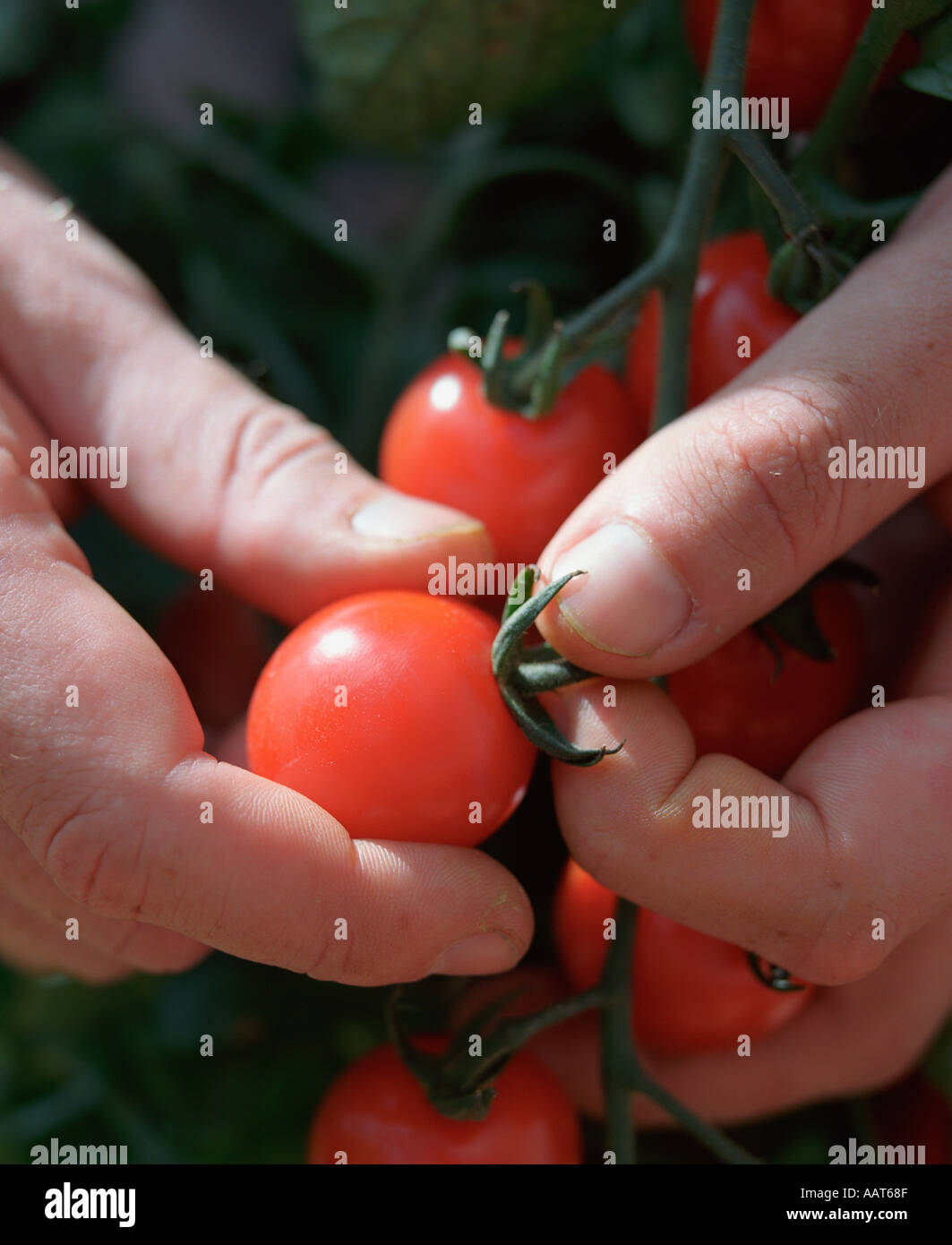 Detail der Gartenarbeit Hände halten rote Tomaten Konzepte an Pflege und Wartung Stockfoto