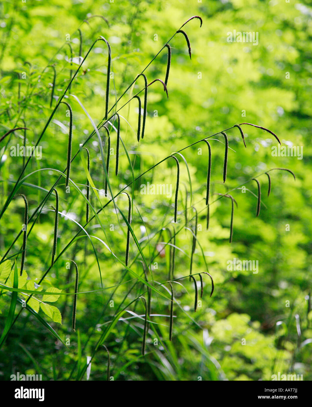 Hängende Segge Carex Pendel in einem Wald Fahrt Stockfoto