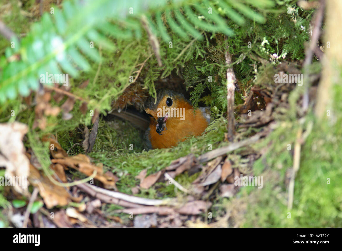 ROBIN ERITHACUS RUBECULA AM NEST MIT KLEINEN JUNGEN Stockfoto