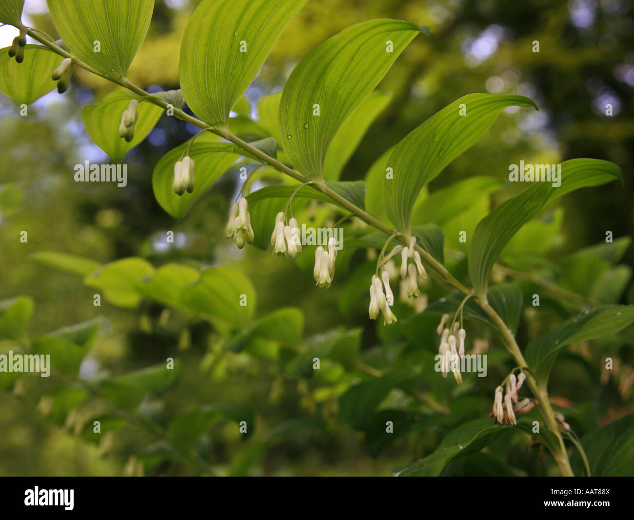Soloman der Dichtung Polygonatum Multiflorum Wölbung ergibt sich Blätter und hängenden Blüten von unten gesehen mit Wald Baumkronen Stockfoto