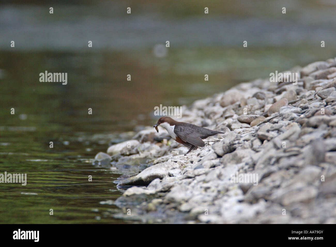 WASSERAMSEL CINCLUS CINCLUS STEHEN AM RAND DES WASSERS MIT FISCHEN IM SCHNABEL Stockfoto