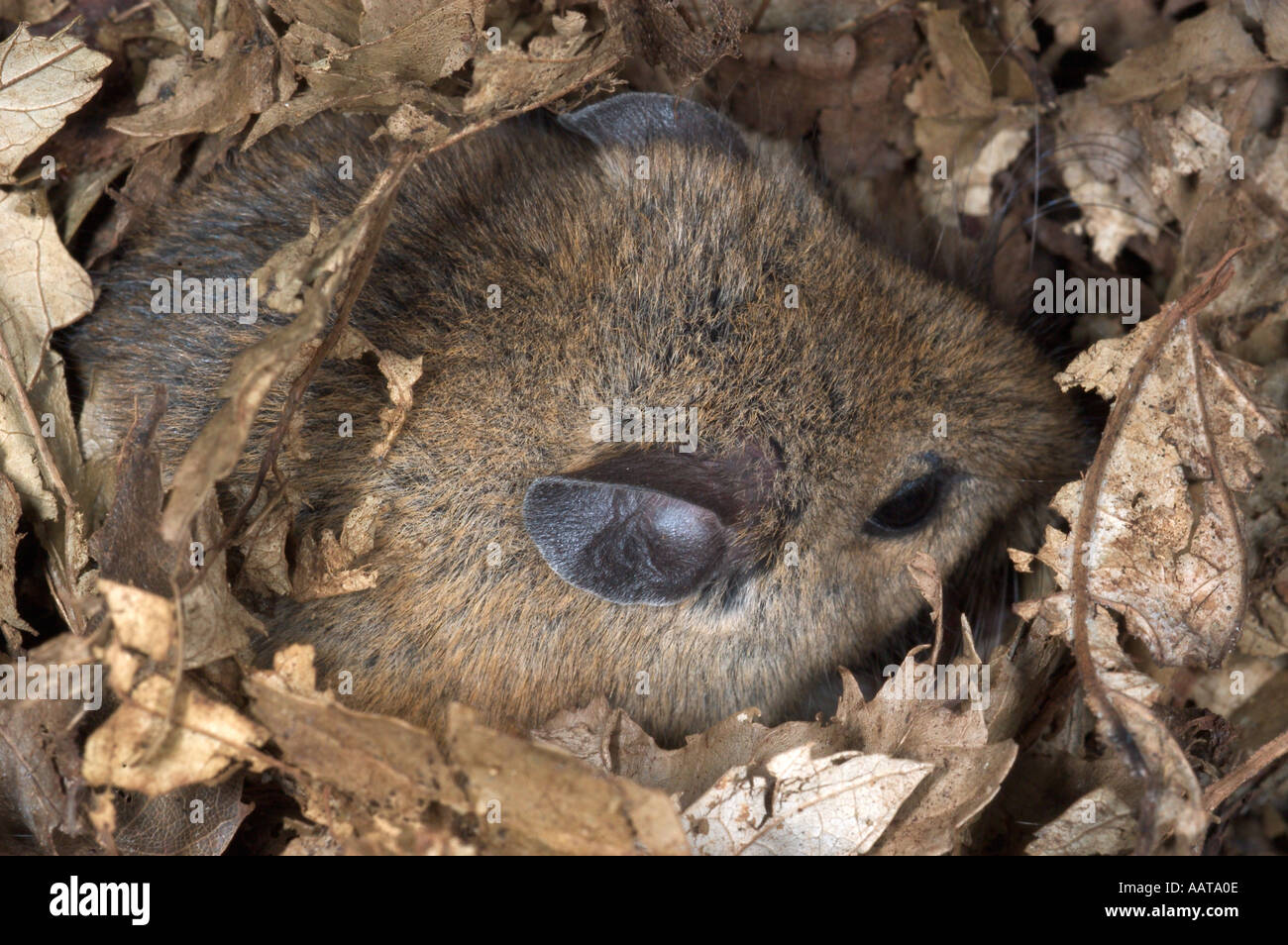 Deer Mouse Peromyscus Central Pennsylvania Stockfoto