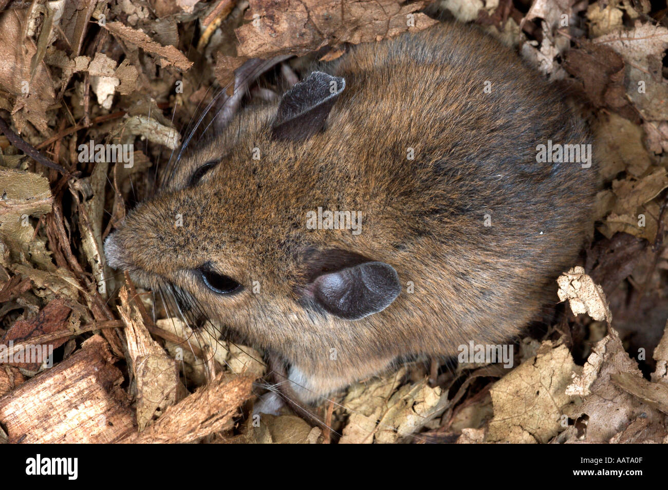 Deer Mouse Peromyscus Central Pennsylvania Stockfoto