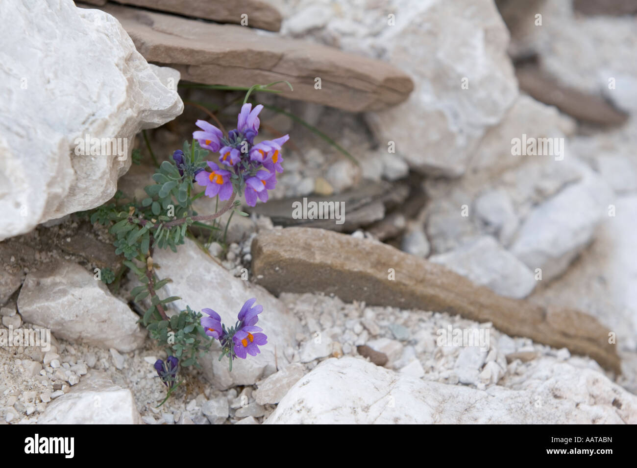 Alpen-Leinkraut (Linaria Alpina)-Dolomiten, Italien Stockfoto