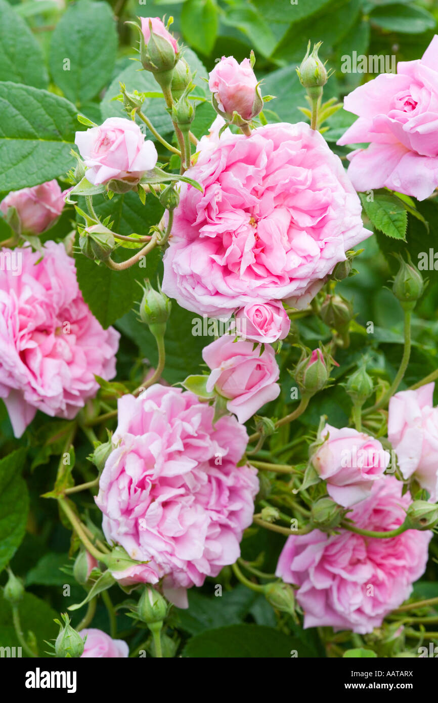 Rosa Königin von Dänemark Konigin Von Dänemark Stockfoto