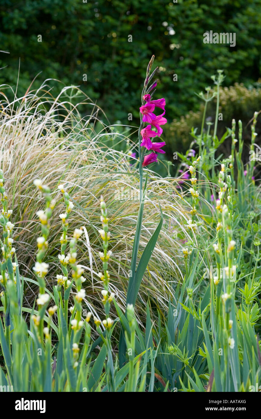 Gladiolus Communis Subsp Byzantinus unter Sisyrinchium striatum Stockfoto
