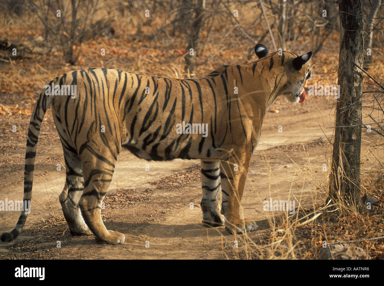 Tiger von Baum Ranthambhore Indien Asien Stockfoto