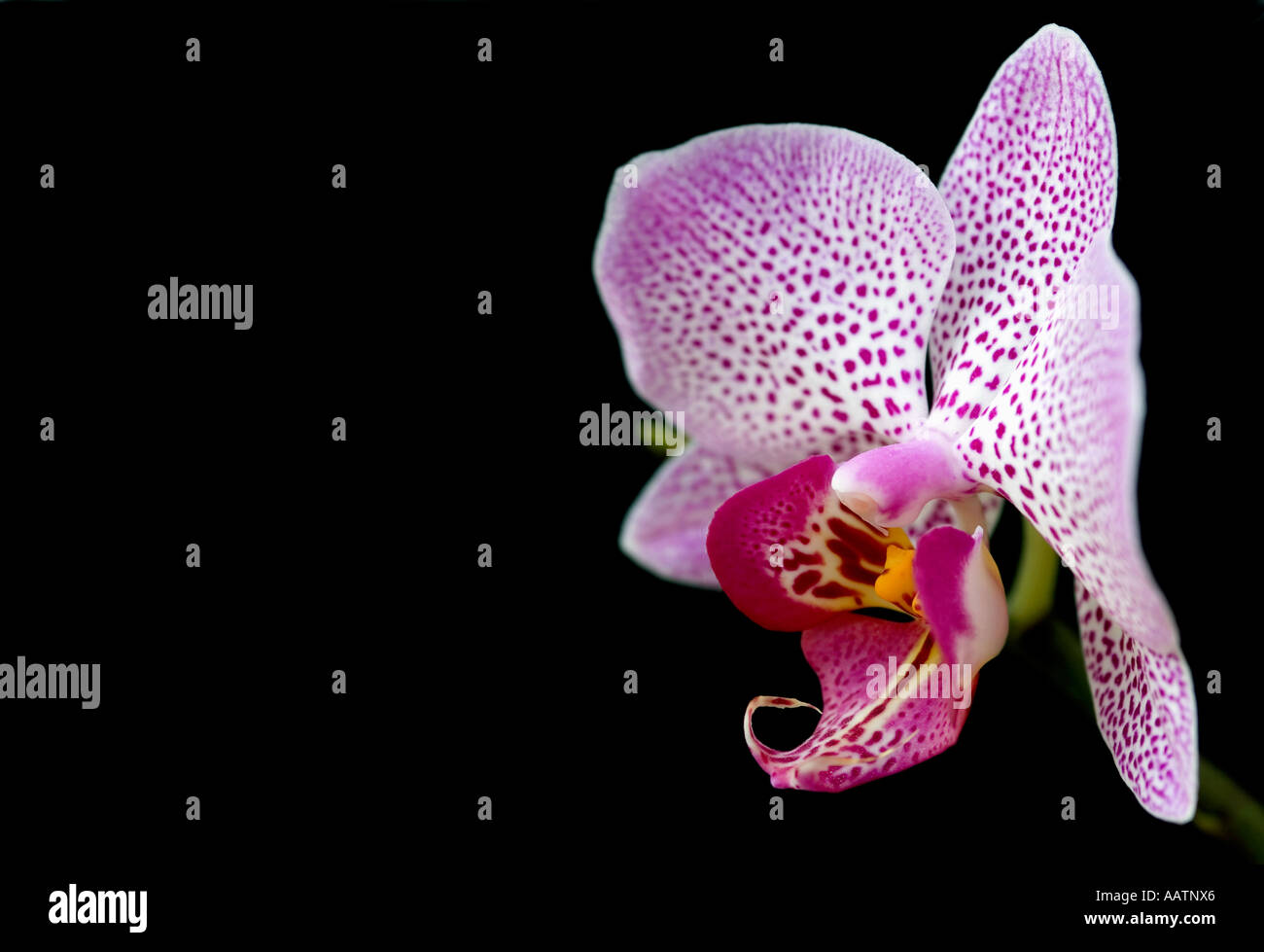 Phalaenopsis. Motte Orchidee vor schwarzem Hintergrund Stockfoto