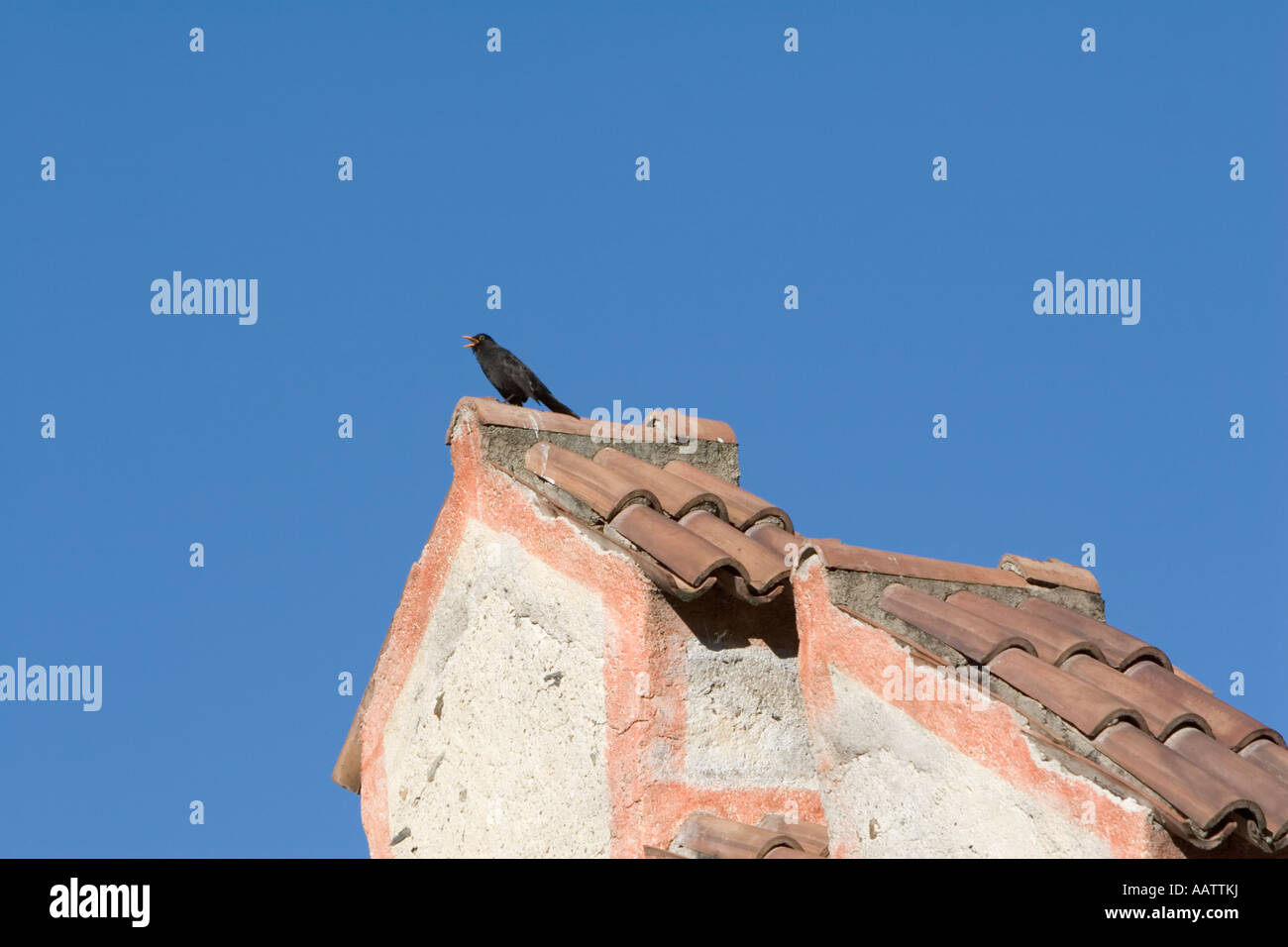 Amsel singen, Coldrano Burg, Italien Stockfoto