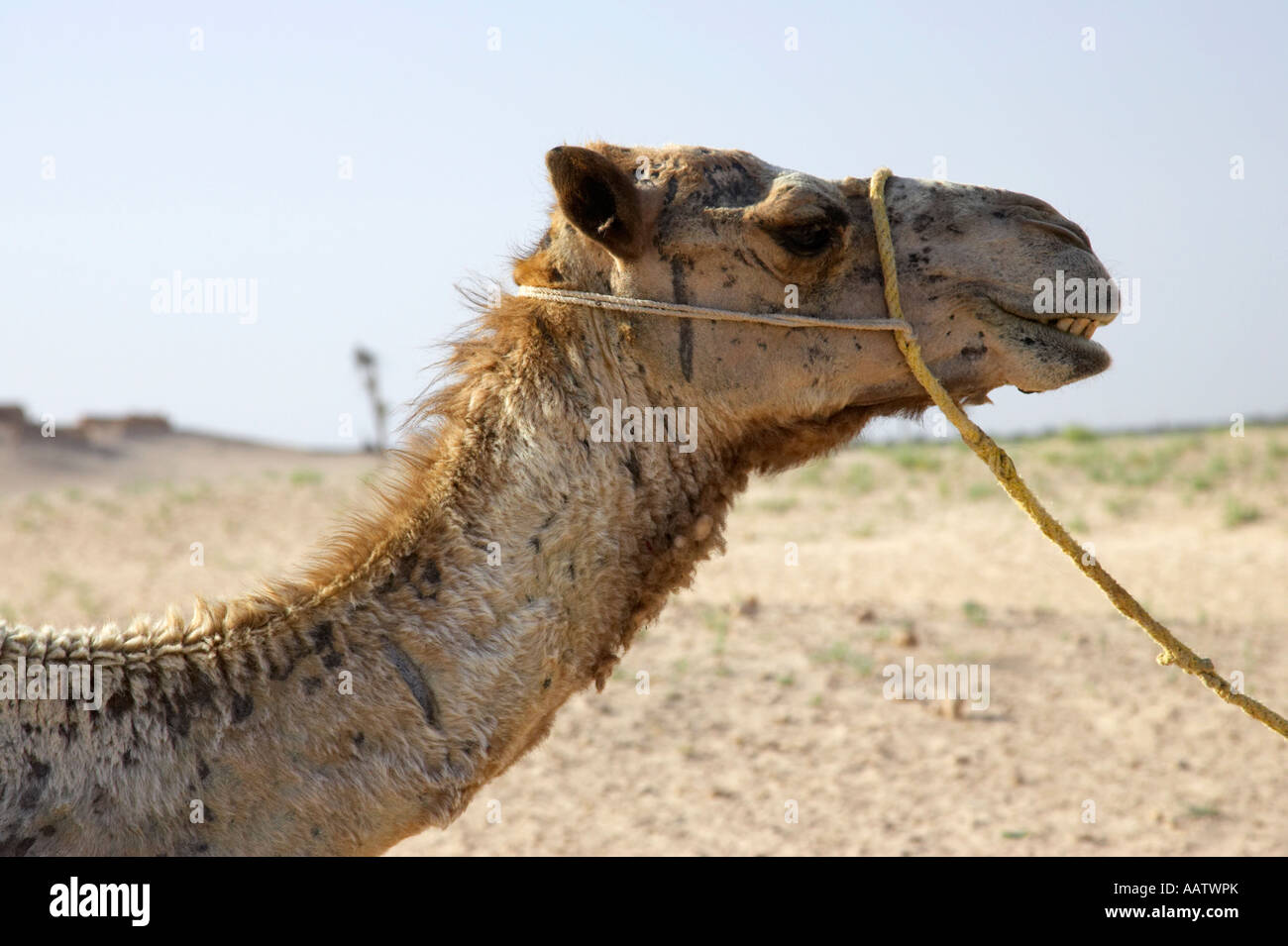 Leiter der ein Dromedar Kamel durch die Sahara Wüste in Douz Tunesien Stockfoto