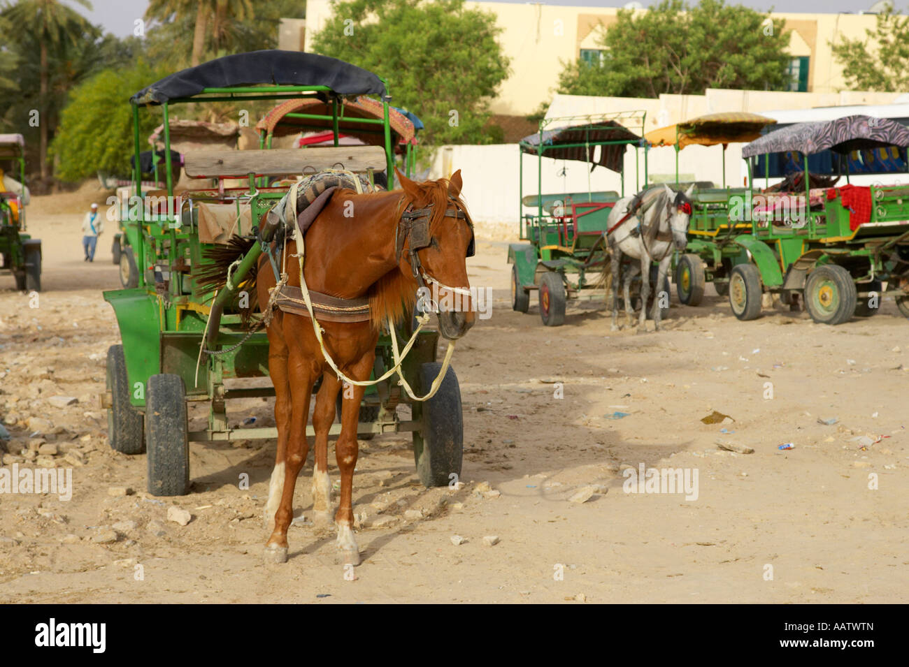 Pferd und Wagen warten auf Touristen zur Besichtigung der Oase in Tozeur Tunesien erscheinen Stockfoto