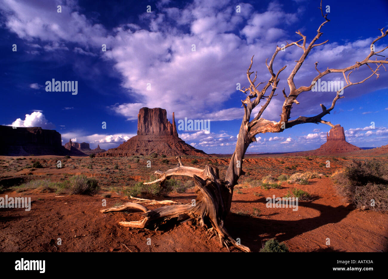 Dead Tree im Monument Valley liegt an der südlichen Grenze von Utah USA Stockfoto