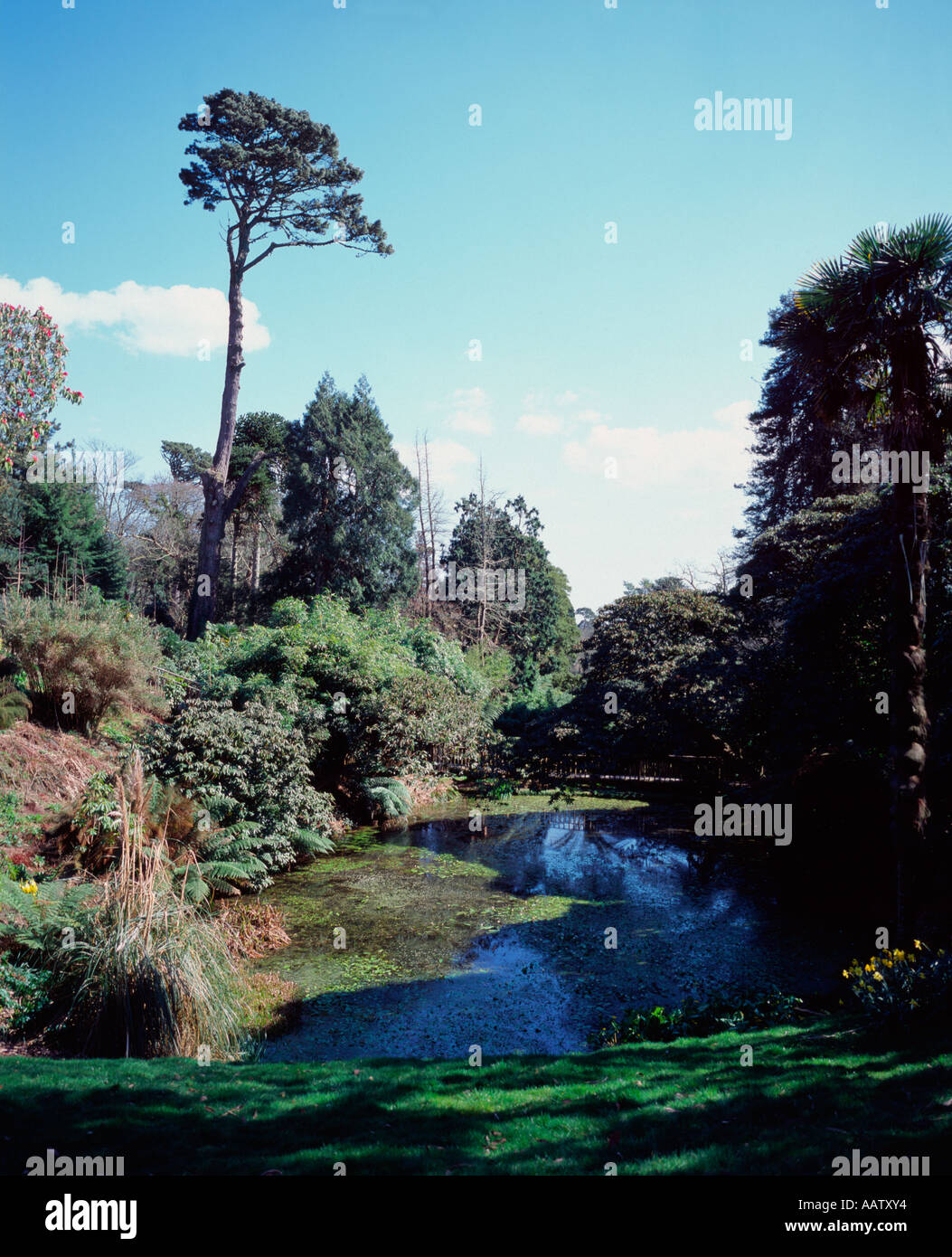 Der Dschungel in die Lost Gardens of Heligan, Cornwall, UK Stockfoto